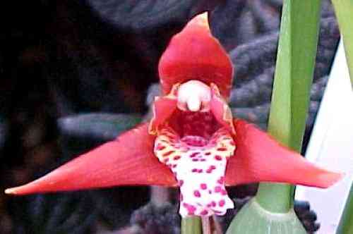 Maxillaria tenufolia